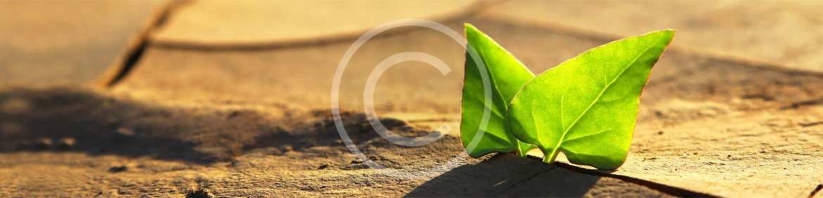 slider_2_2.jpg